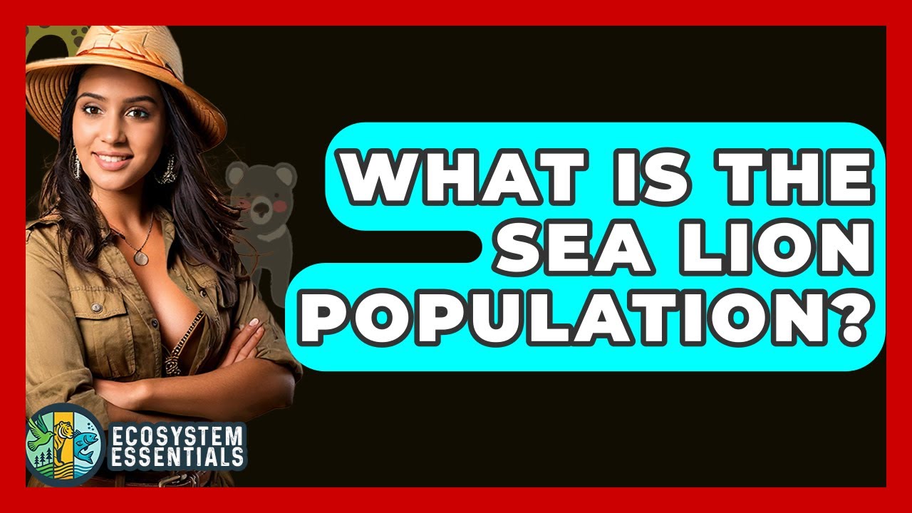 What Is The Sea Lion Population? - Ecosystem Essentials