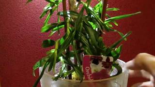 Многодетная орхидея Дендр  Розсаживаю деток