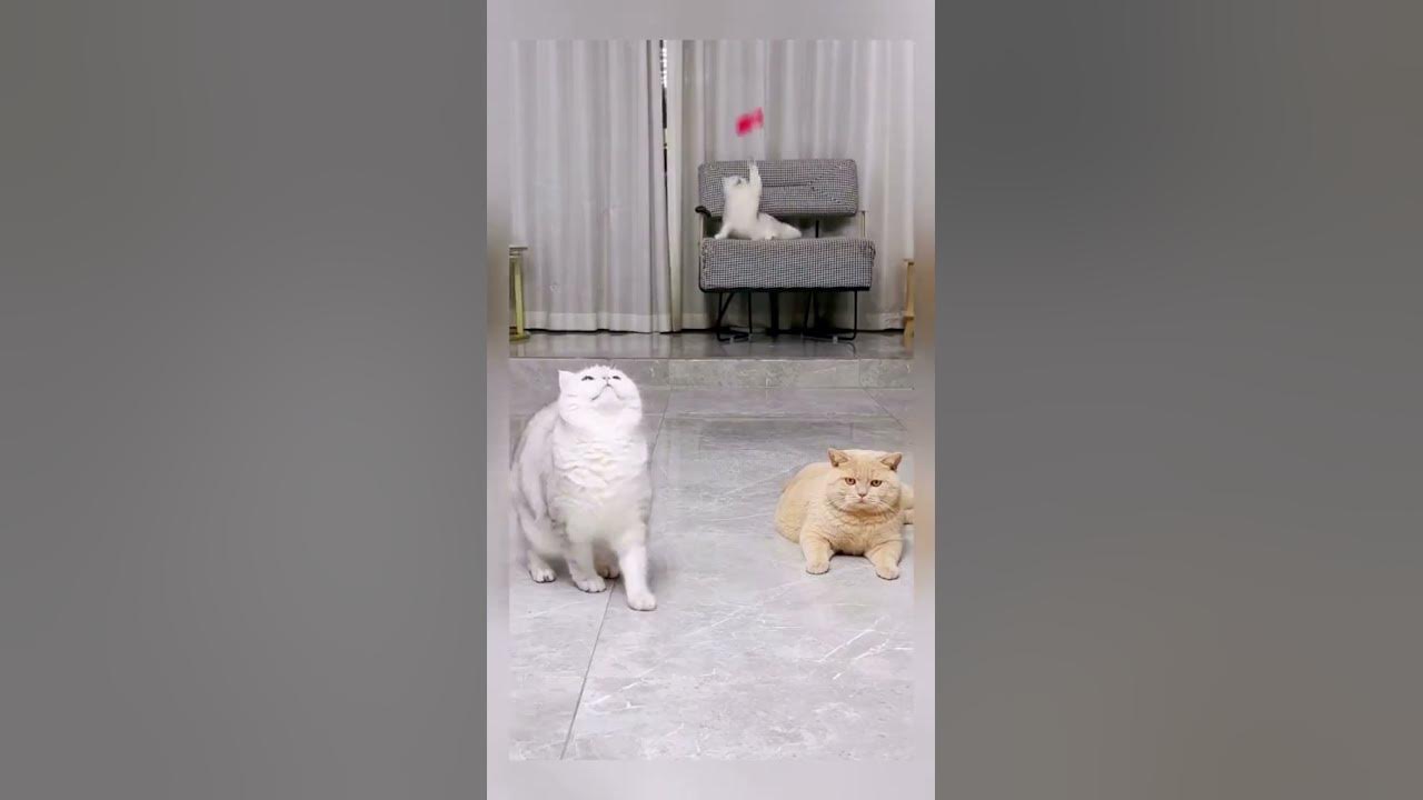 Коты играют в футбол! #shorts #кот - YouTube
