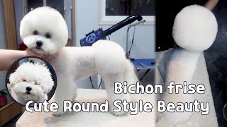 cute bichon frise dog hair cuttingBichon Cute Round Style Beauty
