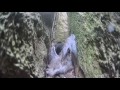 Guillemot mom kills tern chick that falls into her burrow. Guillemot cam. 08 July 2016