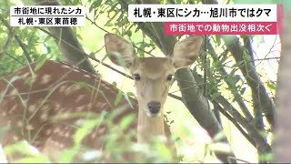 市街地での動物出没相次ぐ…札幌市東区に「シカ」＆旭川市では