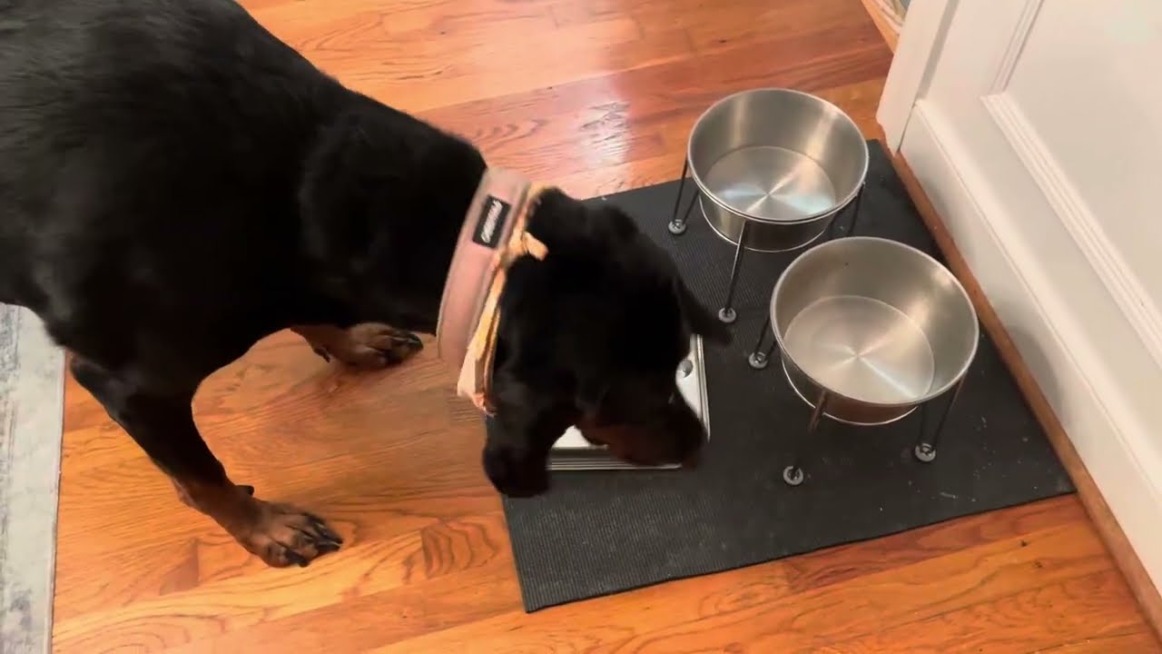 3 Cups Stainless Steel Slow Feeder Dog Bowls Large & Medium Breed, Food Grade 304 Review