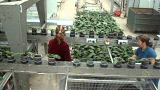 Sorting And Spacing Orchids