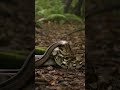 The ultimate forest showdown. #Wildlife #Snakes #fypシ #fyp #goviral
