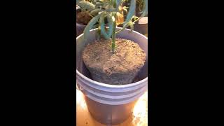 Trasplante de Marihuana