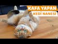 Kedilerimize Kedi Nanesi Verdik