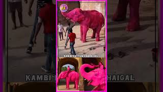 #PinkElephant Controversy - ராஜஸ்தானில் பிங்க் யானை 🫪 பேசுபொருளான சர்ச்சை🤦 #Jaipur #chanchal #stop