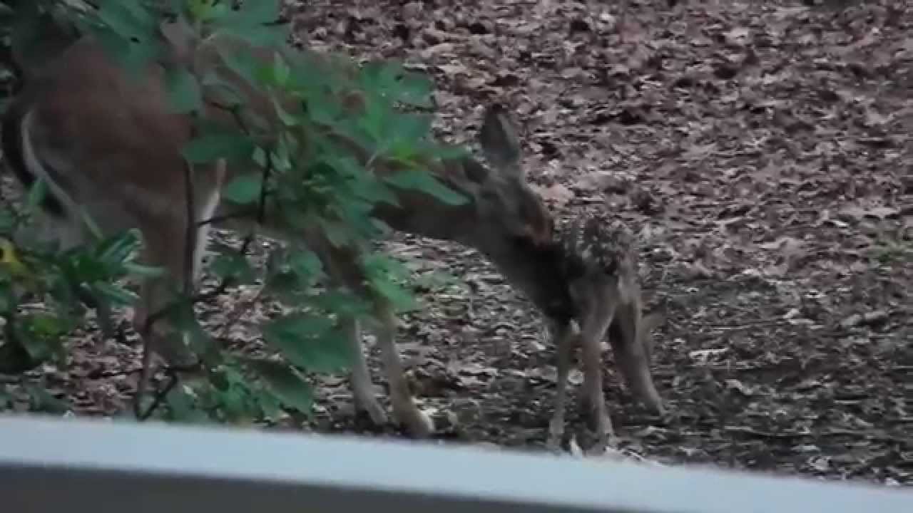 fawnmates Mama Love Deer Cleaning Baby - June 2, 2015