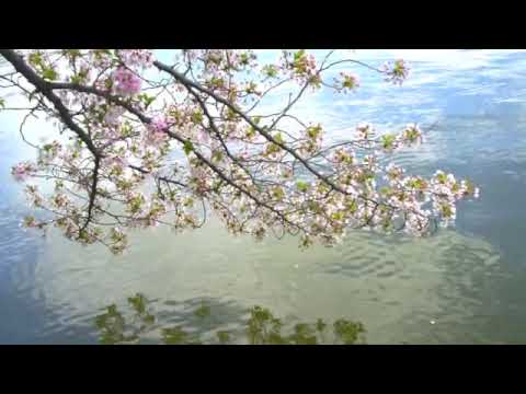 Видео: Карти на Cherry Blossoms за Вашингтон, окръг Колумбия