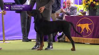 Black and Tan Coonhounds Breed Judging 2024