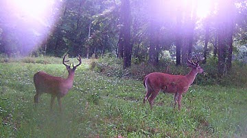 Mock Scrape 101 Scrape King