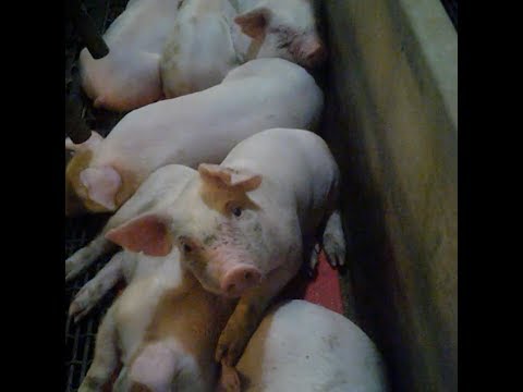 This is what life is like for pigs born at factory farms