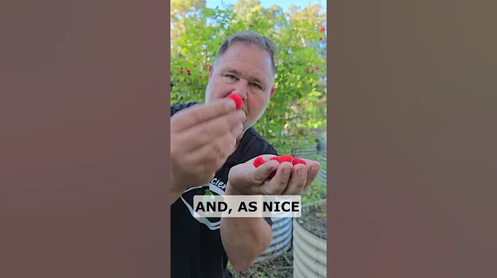 Grow Raspberries This Way & You Won't Be Sorry