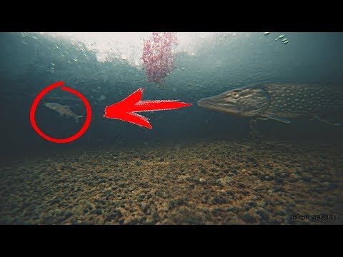 Прикормил лунки, где жерлицы, и вот что вышло!