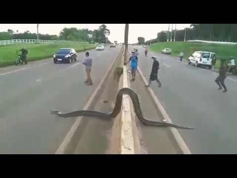 Big Python Crossing the road! - YouTube