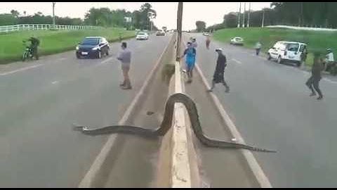 Big Python Crossing the road!
