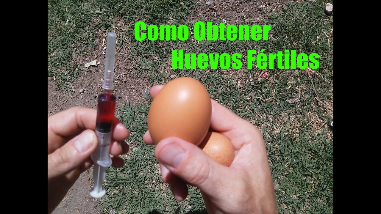 bosque Humedal Lijadoras Cuando un huevo es fértil //Como conseguir huevos fértiles - YouTube