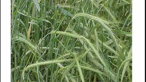 Holistic Weed Management (Part II)