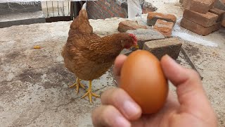 Gallinas ponedoras con huevos grandes