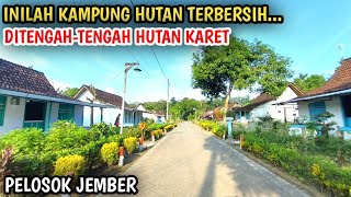 Inilah Kampung Terbersih Ditengah Hutan Karet Pelosok Jember