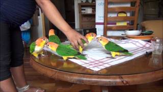 The Funniest Pet in the World: Caique Workshop