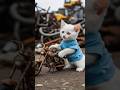 Little Kitten Mocked by his friends 😺#cat #catshorts #cartoon #catvideos #funny