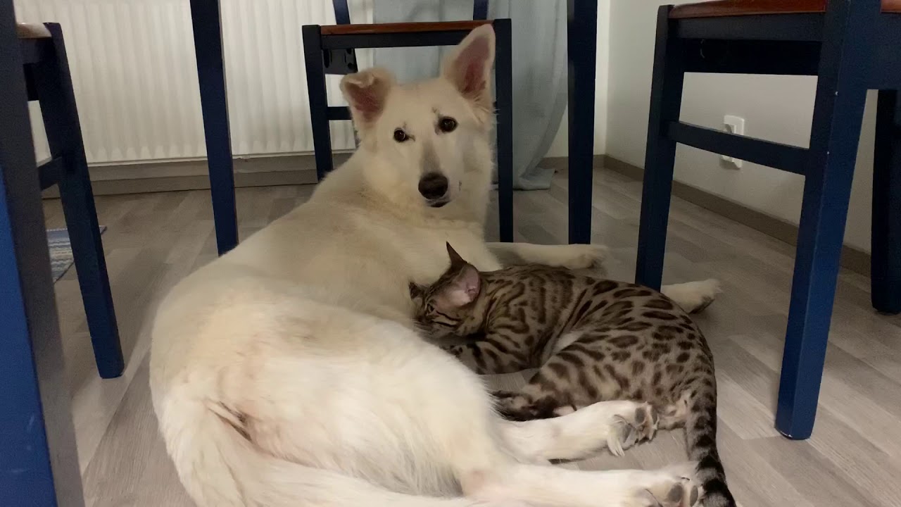 Paimenkoira Diva ja kissanpentu Hercules