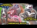      american bully dog  aggressive dog in the world  puppy sales