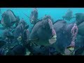 What Does a Humphead Parrotfish Eat? | Blue Planet | BBC Earth