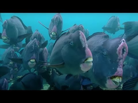 What Does a Humphead Parrotfish Eat? | Blue Planet | BBC Earth