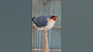 burung rambatan paruh merah adalah masteran yg sangat di idolakan para kicaumania #birds #burung