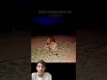 Other animals panic and get scar #dog​ #lion​ #cat​ #youtubeshorts​ #animals​ #wildlife​ #thunder​