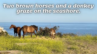 Two brown horses and a donkey graze on the seashore.