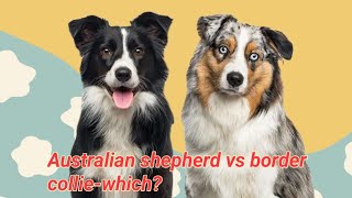 Australian shepherd vs border colliewhich breed ls suitable for you