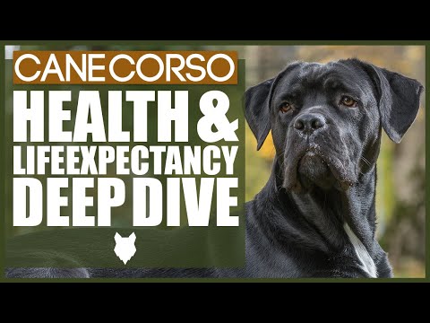 CANE CORSO HEALTH AND LIFE EXPECTANCY