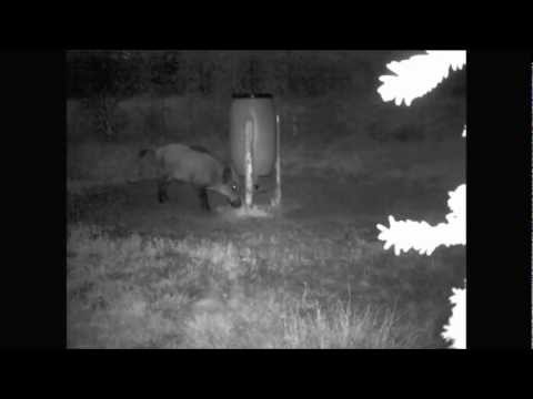 Video: Nakts Mežā Ir Kā Aizgājusi No Mājām Trešās Personas Pavadībā Ar Runājošiem Dzīvniekiem