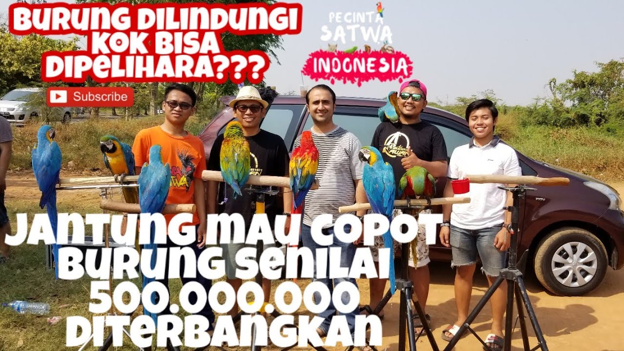 burung paruh bengkok senilai 500 juta diterbangkan (macaw freefly