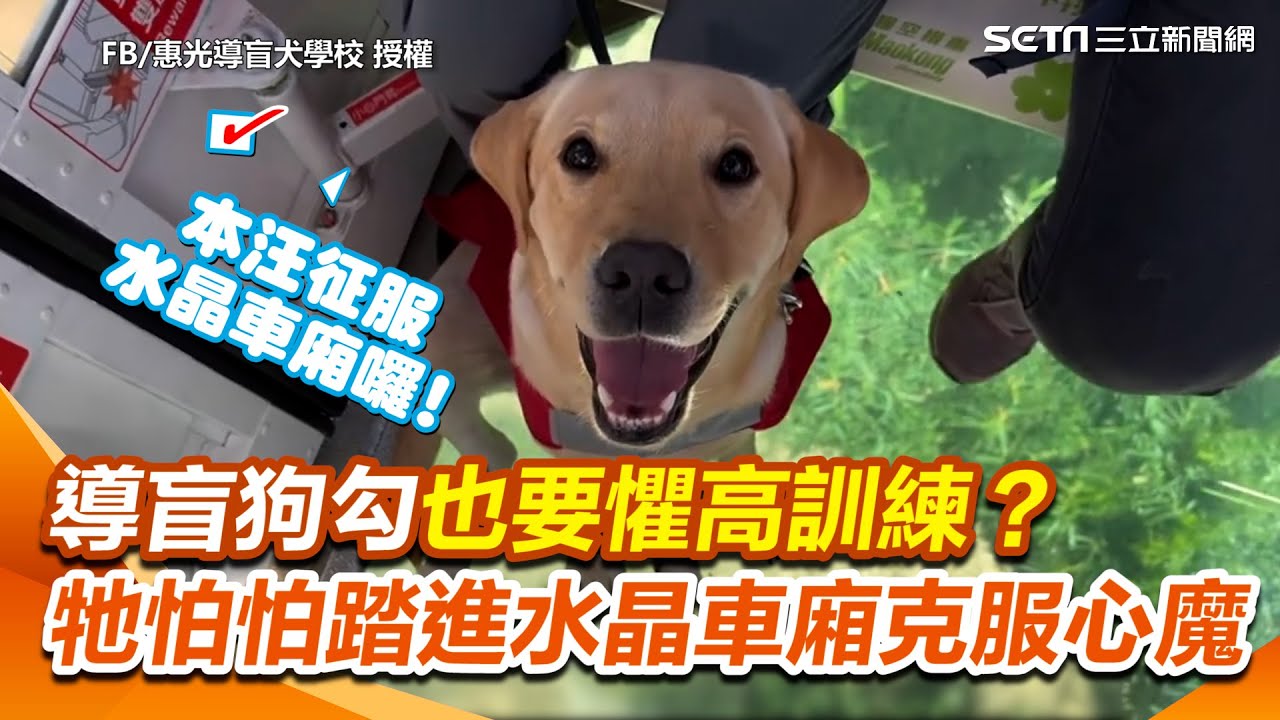 當他的雙眼不害怕！導盲狗勾搭纜車懼高訓練  牠怕怕踏進水晶車廂為未來的主人克服心魔｜三立新聞網 SETN.com
