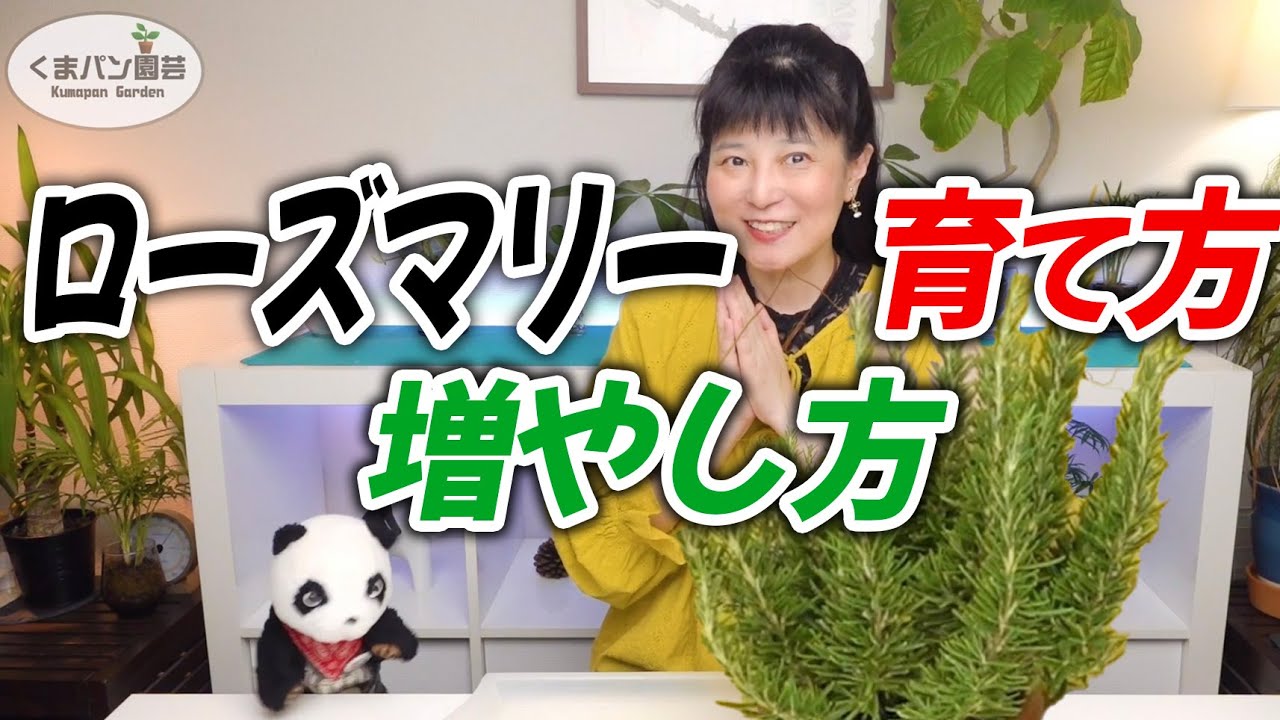ローズマリーの育て方・増やし方【ハーブ】Herb