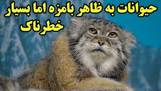 حیوانات به ظاهر جذاب ولی خطرناک را بشناسیم