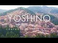 Yumemi Sakura, Yoshino - cherry blossoms and sacred mountain paths / 夢見櫻 - 奈良 吉野山 桜本坊 千本桜
