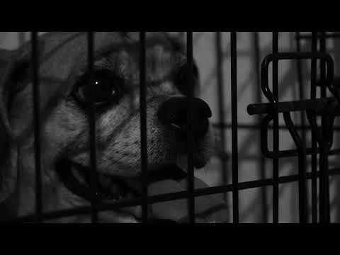 Adopt a Shelter Pet PSA - 2nd Place STN Convention 2021