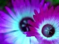~名も無き花~
