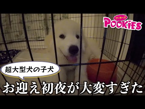 【はじめての夜】グレートピレニーズの子犬は問題行動もパワフルすぎて泣きました…