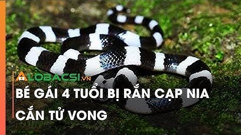 Bé gái 4 tuổi bị rắn cạp nia cắn t.ử v.on.g