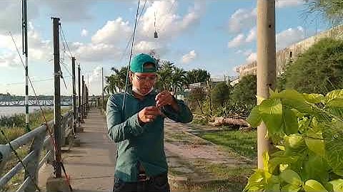 Câu cá sông cùng @caucanghiepdu và cần thủ sát cá và cái kết.