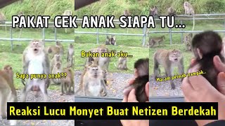 Gelagat Lucu Monyet2 Ternganga Nampak Anak Monyet Dalam Kereta