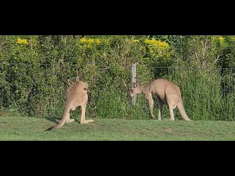 Kangaroos Growling 