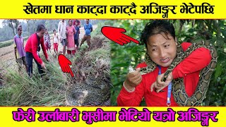 Nepal Rock Python Rescue Morang Urlabari || मोरङ्गमा फेरी भेटियो यत्रो अजिङ्गर - dev rai snake video